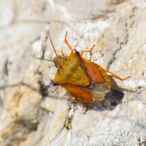 Carpocoris fuscispinus