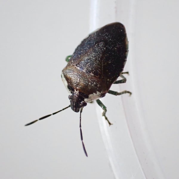 Monteithiella humeralis