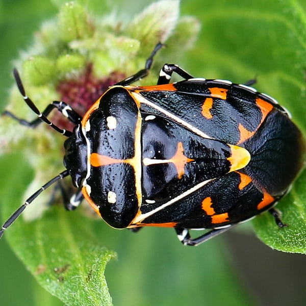 Murgantia histrionica