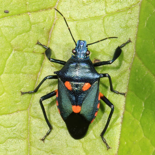 Euthyrhynchus floridanus