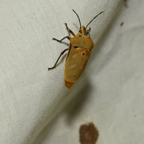 Scutelleridae