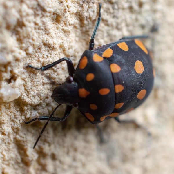 Pachycoris torridus