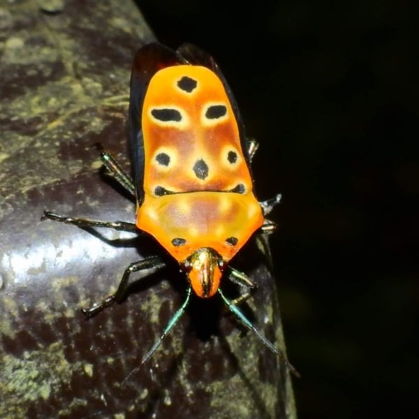 Cantao ocellatus