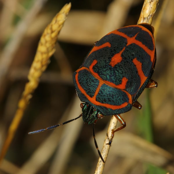 Poecilocoris lewisi