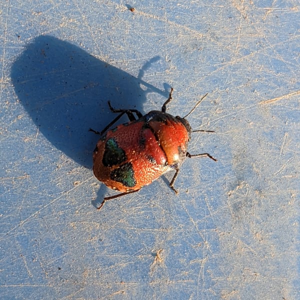 Choerocoris paganus