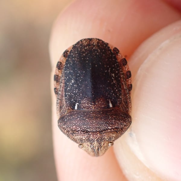 Eurygaster maura