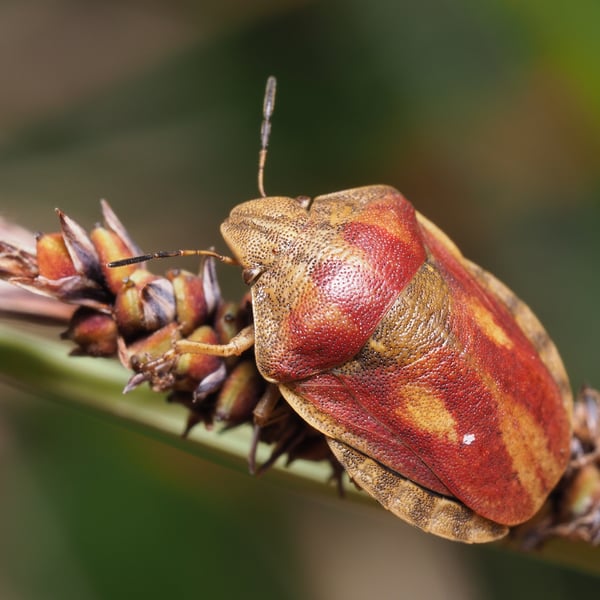 Eurygaster testudinaria