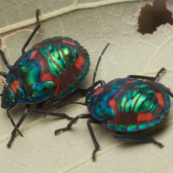 Tectocoris diophthalmus