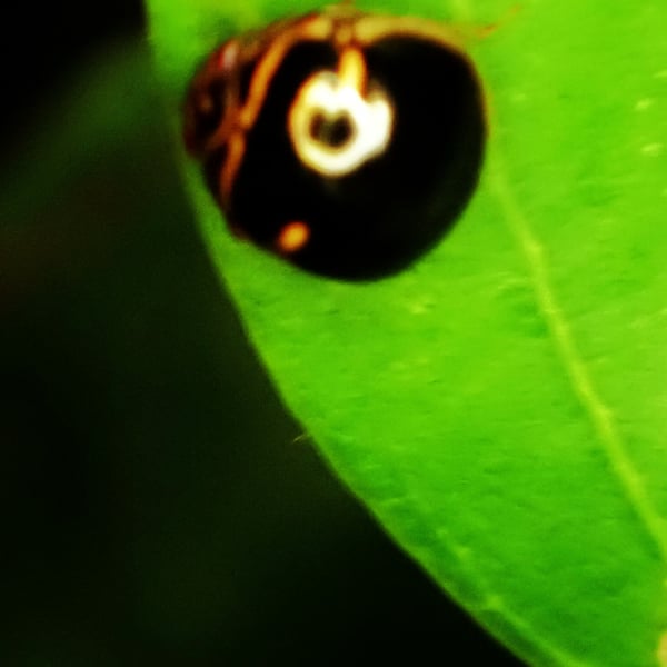 Coptosoma