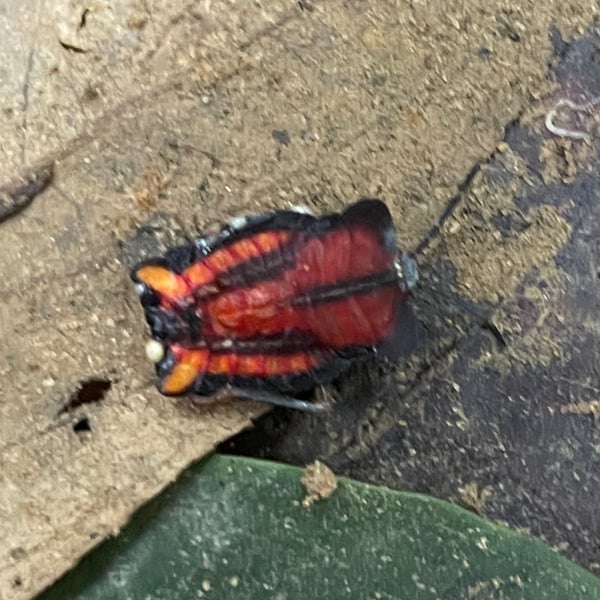 Tessaratoma papillosa