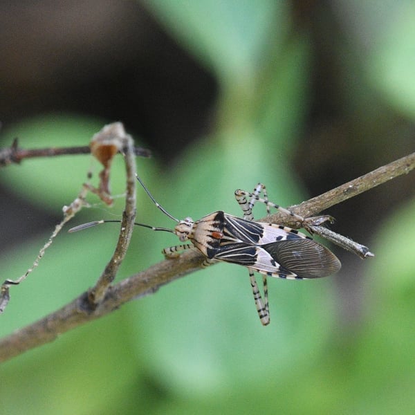 Hypselonotus punctiventris