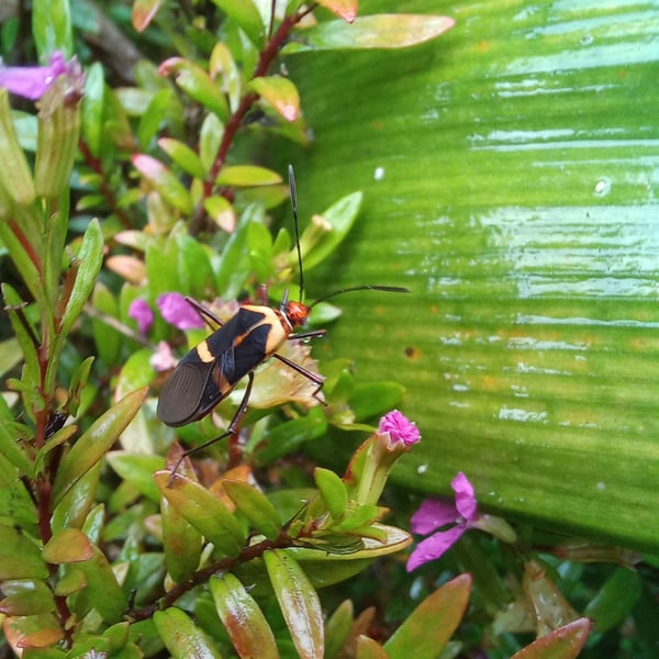 Hypselonotus interruptus