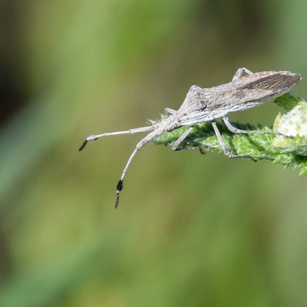 Chariesterus antennator