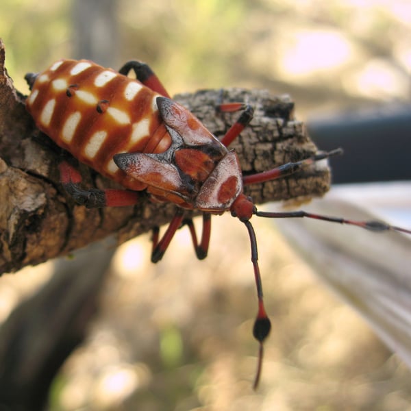 Thasus neocalifornicus