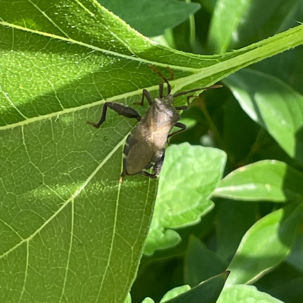 Piezogaster indecorus