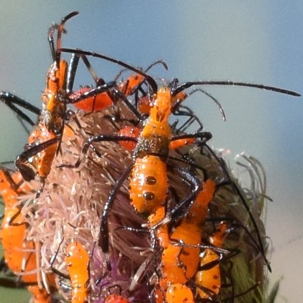 Leptoglossus phyllopus