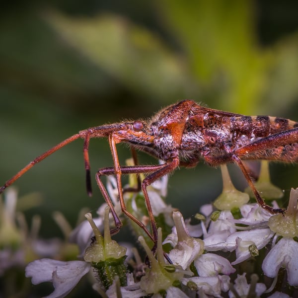 Leptoglossus occidentalis