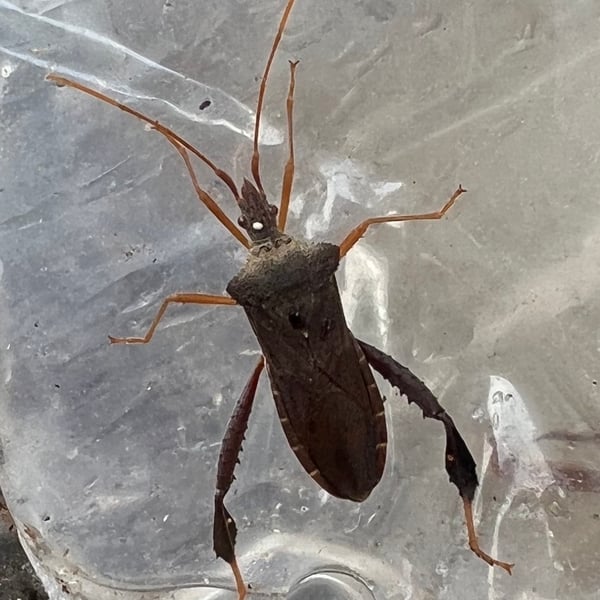 Leptoglossus fulvicornis