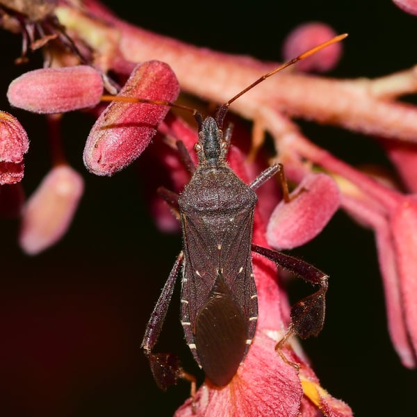 Leptoglossus oppositus