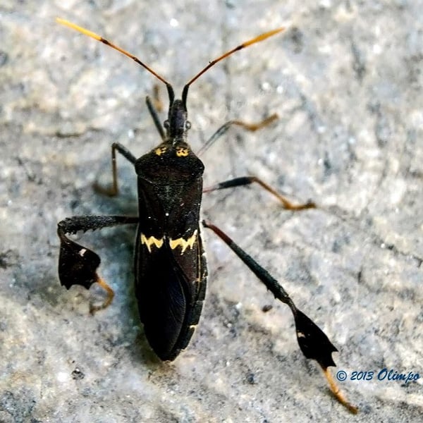 Leptoglossus zonatus