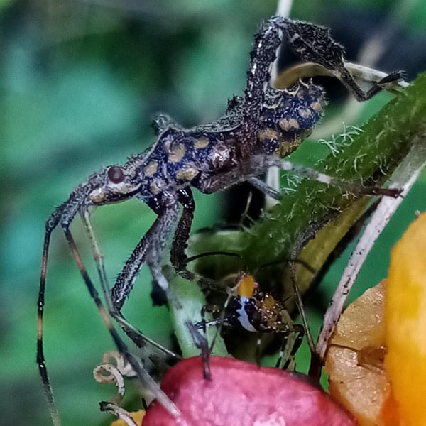 Leptoglossus gonagra