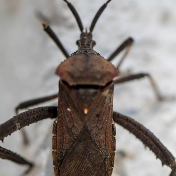 Acanthocephala femorata
