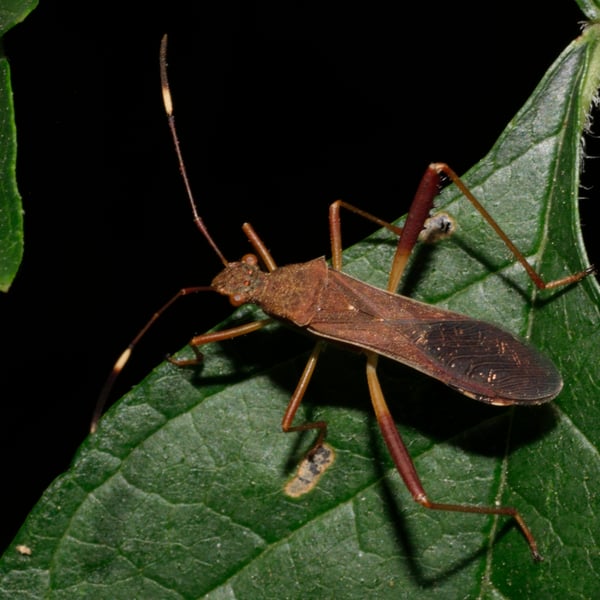 Megalotomus quinquespinosus