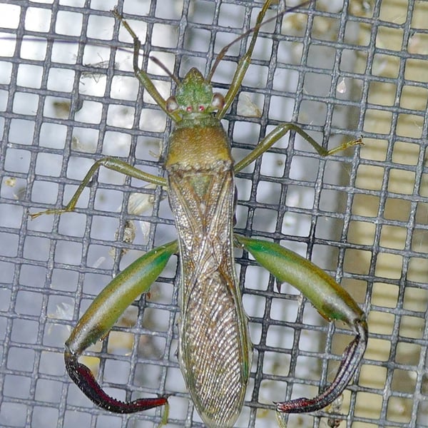 Hyalymenus tarsatus