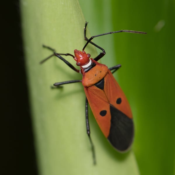 Dysdercus cingulatus