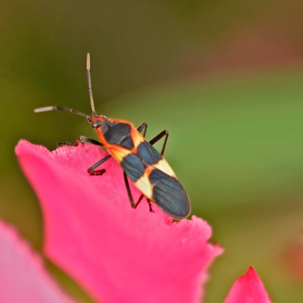 Lygaeidae