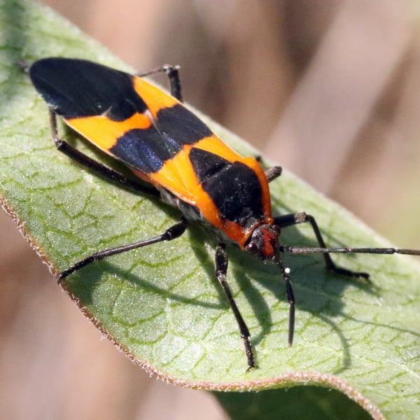 Oncopeltus fasciatus