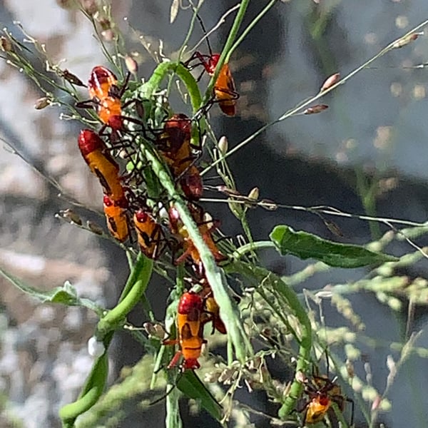Oncopeltus sexmaculatus