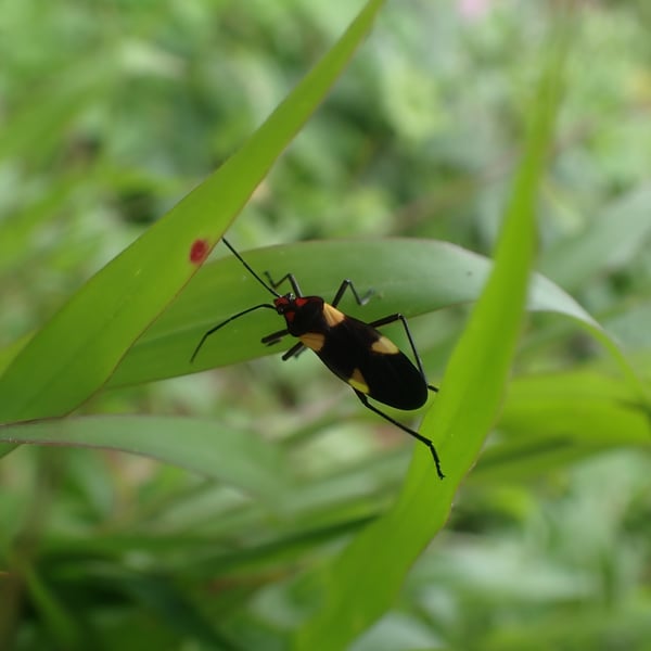 Oncopeltus varicolor