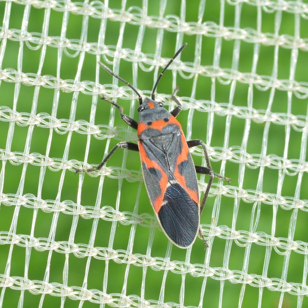 Lygaeus kalmii