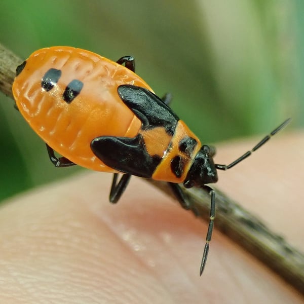 Lygaeus turcicus