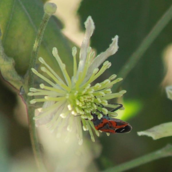 Lygaeus reclivatus