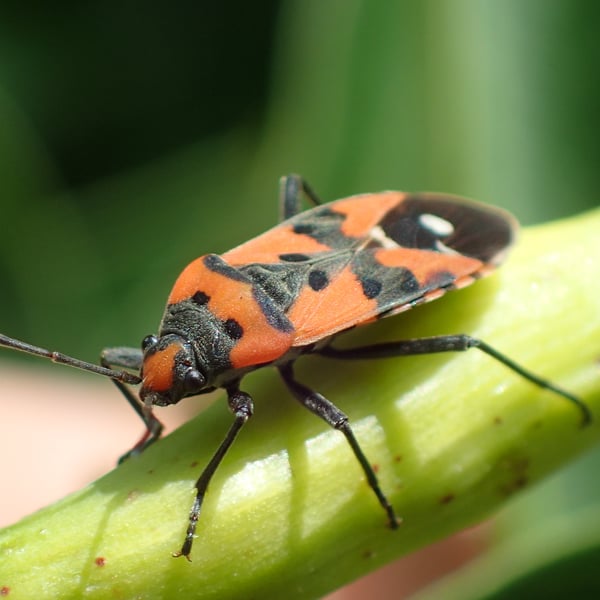 Lygaeus equestris
