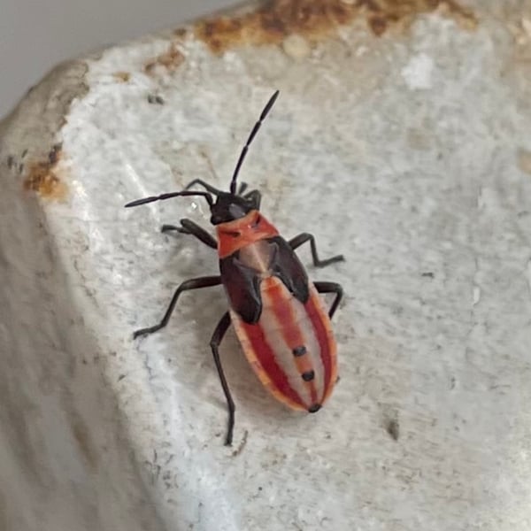 Lygaeus creticus