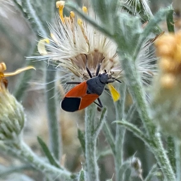 Melanopleurus