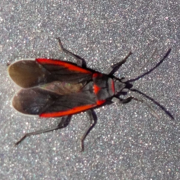 Melacoryphus lateralis