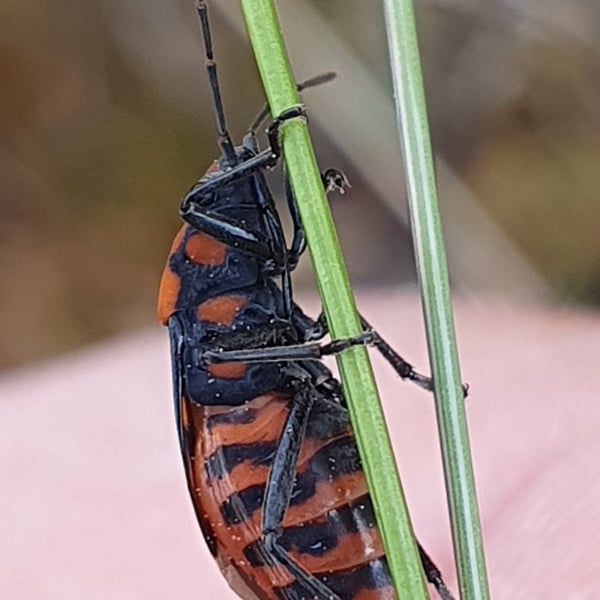 Spilostethus