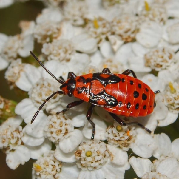 Spilostethus saxatilis