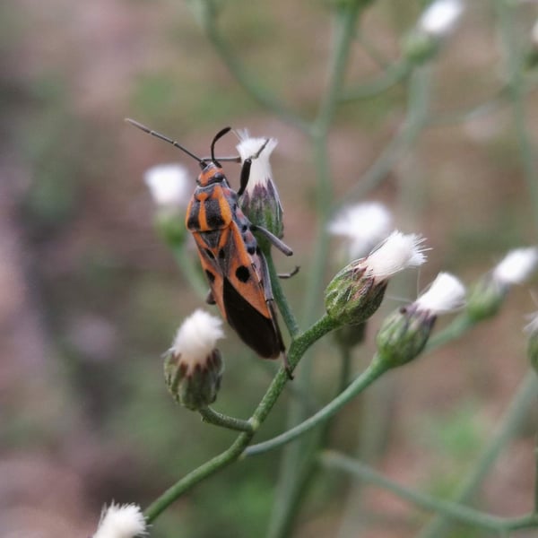 Spilostethus hospes