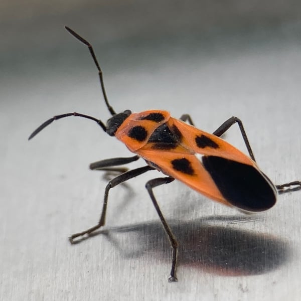 Tropidothorax