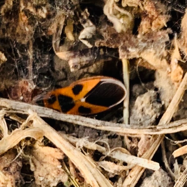 Tropidothorax cruciger