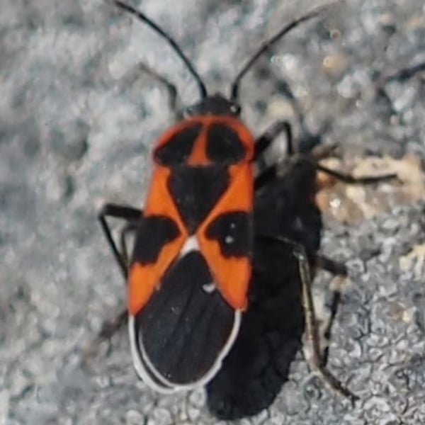 Tropidothorax leucopterus