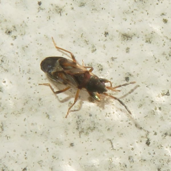 Rhyparochromidae