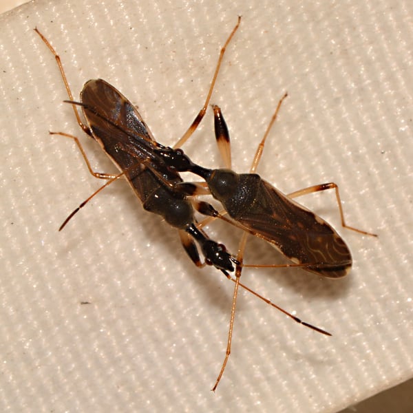 Myodocha serripes