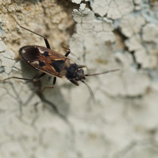 Rhyparochromus