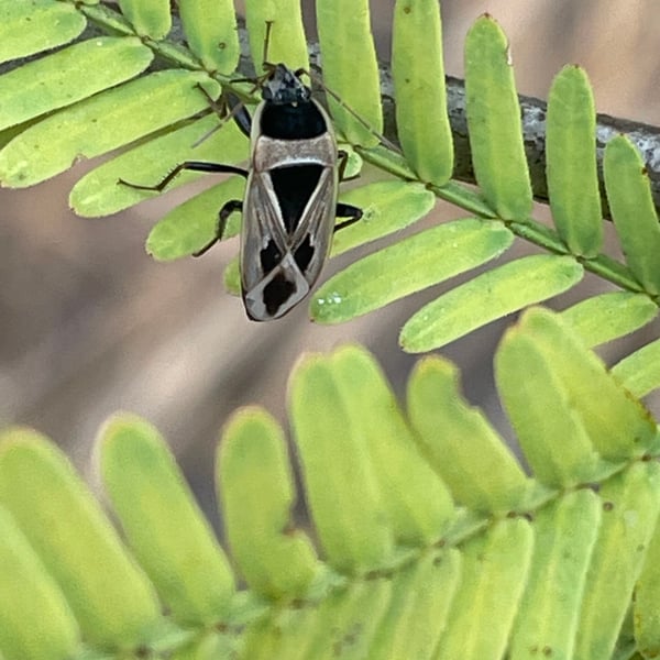Xanthochilus saturnius
